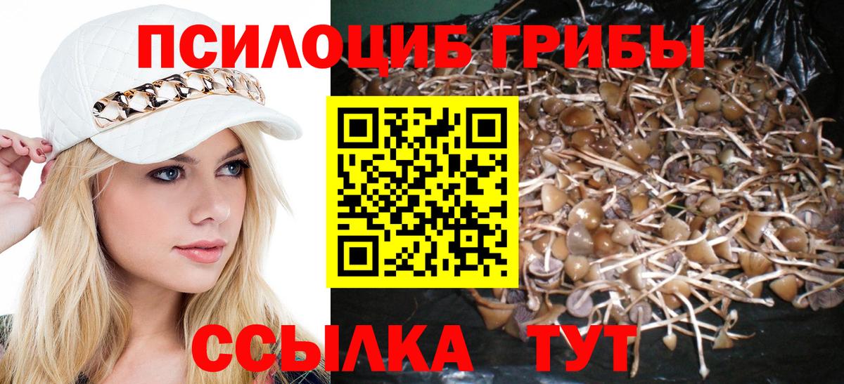 Псилоцибиновые грибы прущие грибы  Видное 